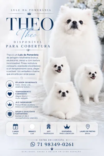 Lulu da Pomerania, macho disponível para cruza 