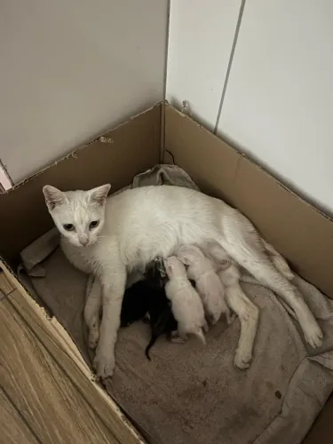 Gatos pra doação
