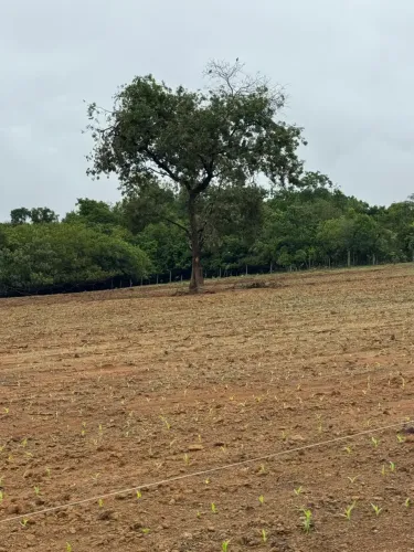 Fazenda/Sítio/Chácara para venda com 160000 metros quadrados com 12 quartos
