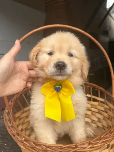 Golden retriever filhote 