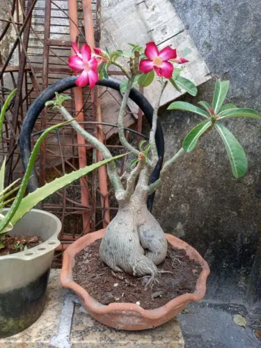 Rosa-do-deserto (unidade)