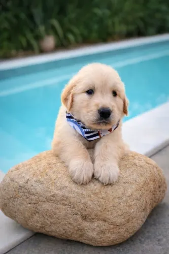 Golden Retriever fofo