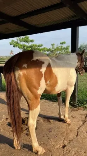 Égua paint horse registrada 