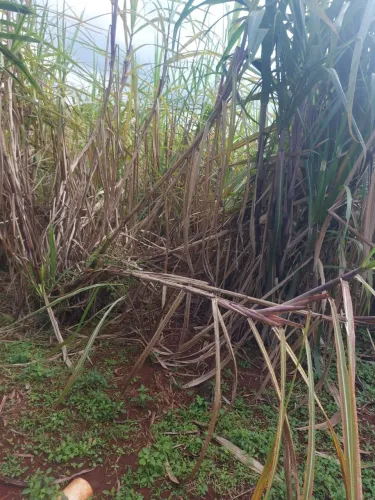 Plantação de canas área com 3 mil metros