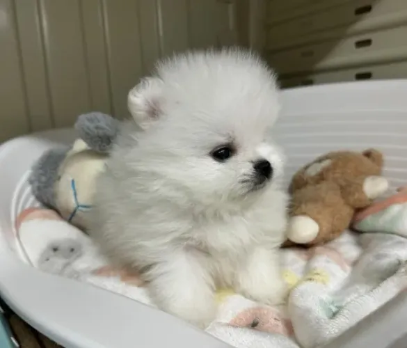 Cachorro Lulu da Pomerania início da semana com oferta rara disponível