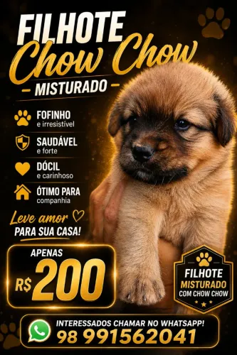 Filhote Chow Chow misturado