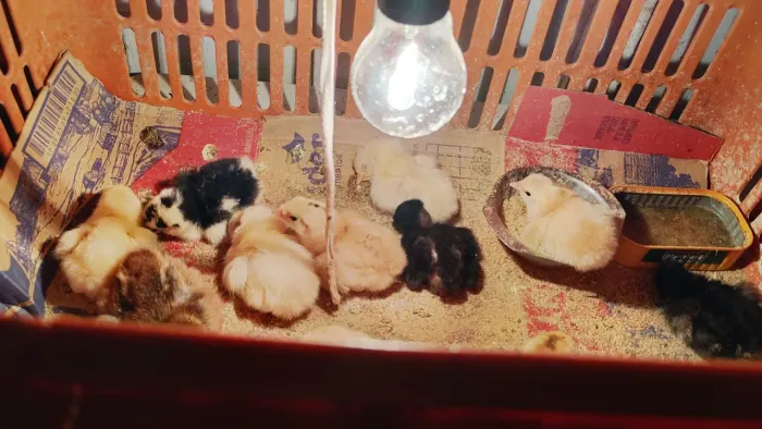 vendo pintainho com 10 dias galinha caipira pura