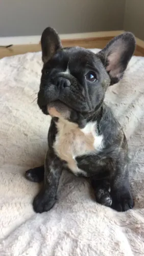 Bulldog frances robusto