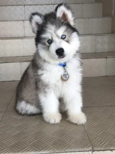Seu Novo Companheiro Filhote de Husky Siberiano