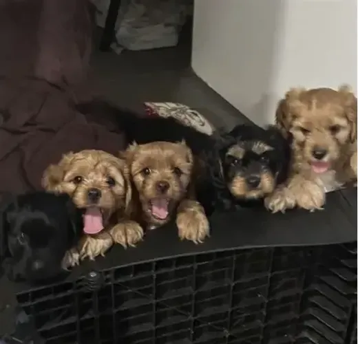 lindos filhotes peludos