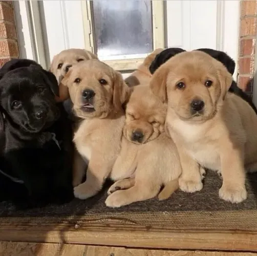 labradores com procedencia e pedigree