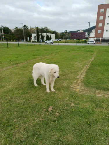 Cachorro Raça Maremano Abruzes. 