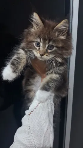 Filhote de Maine Coon fêmea, nasc:14/8, vermifugada, vacina e microchip disponível