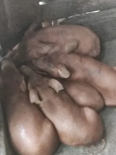Porcos a venda