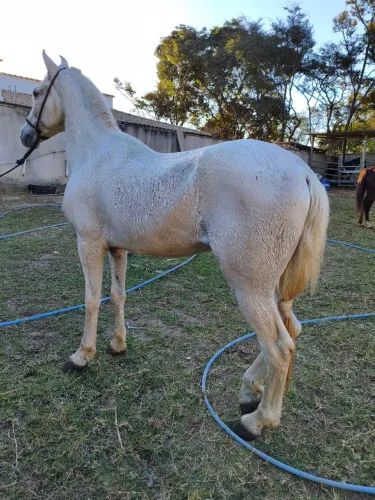CAVALO MANGA LARGA