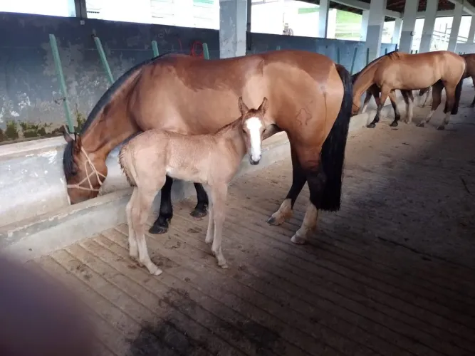 Casal para trabalhar em São José dos Pinhais.