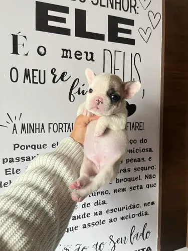 Buldogue Fêmea