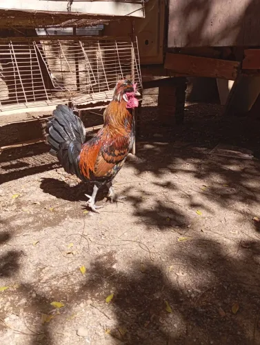 Vendo galo da raça polonesa 