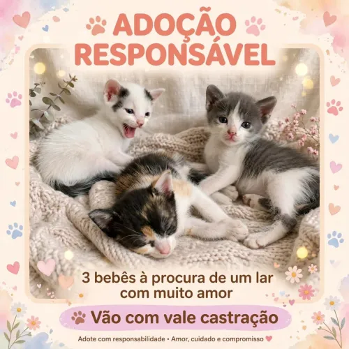 Doação de filhotinhos