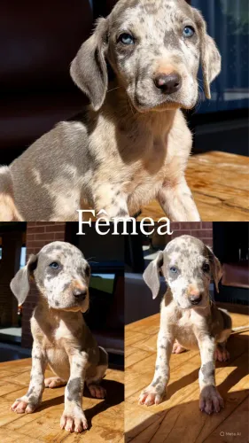 Filhotes Dogue Alemão 