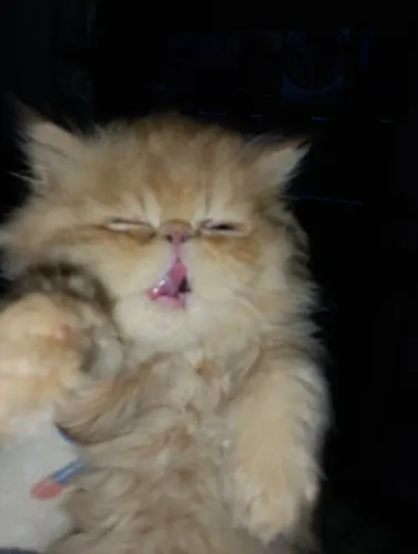 Gato persa macho 1800 já come e faz na caixinha.