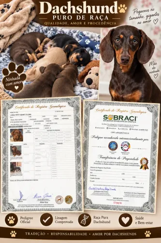 Cachorro Dachshund