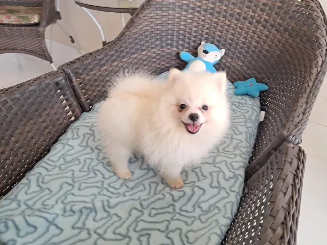 Promoção Spitz Alemão Macho Branco Canil Lienn 
