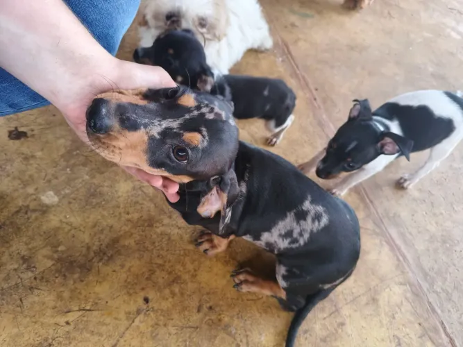 Dachshund salsichinha tekel Cofap MACHO
