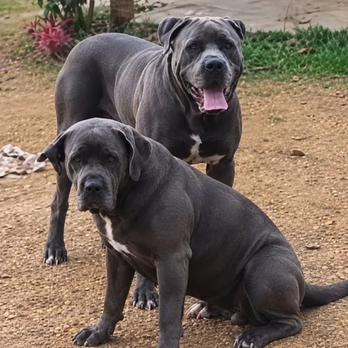 Filhotes Cane Corso (nascerão 15/10/26)