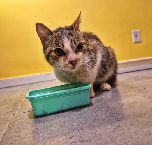 Gatinha para Doação