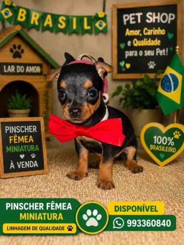 Miniatura pinscher fêmea 