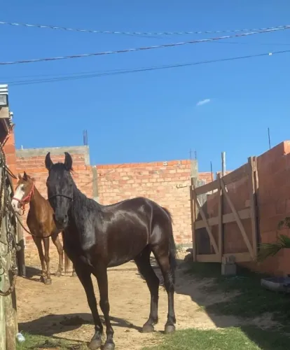 Cavalo