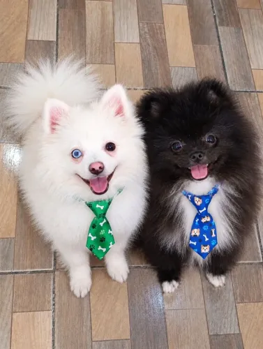 Lindos machinhos de Lulu da Pomerânia no cartão em até 12 vzs entrego