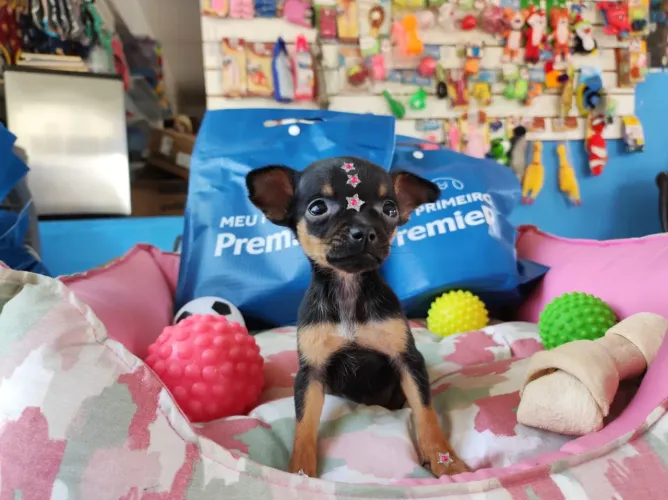 Pinscher fêmea miniatura com garantia de saúde!!