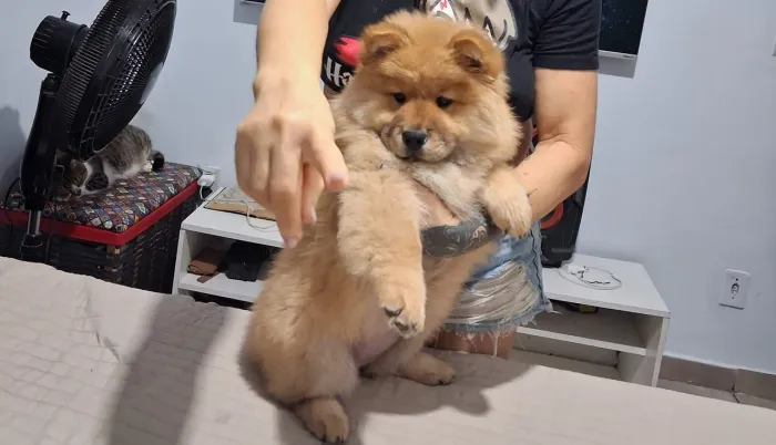 Pet