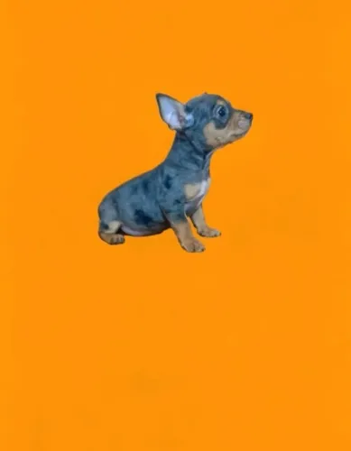 Pinscher