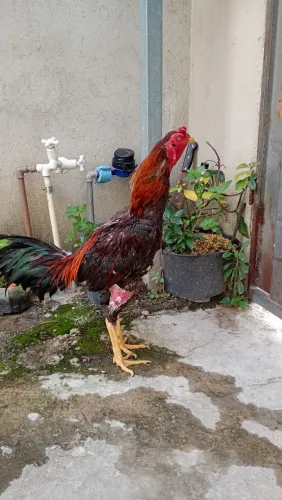 Galo Mura ótima genética reprodutor