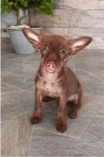 Pinscher chocolate fêmea 