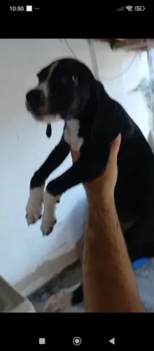 Beagle