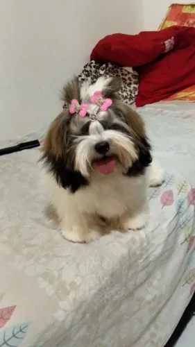 Shih tzu fêmea toda vacinada 