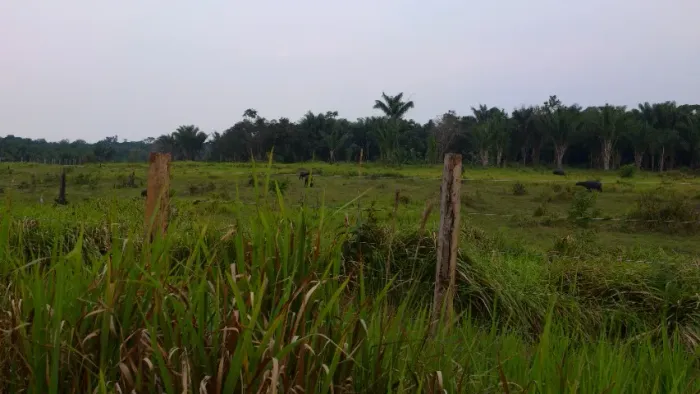Trabalhador para plantio de abacaxi