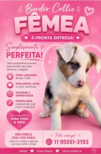 Border com pedigree. 