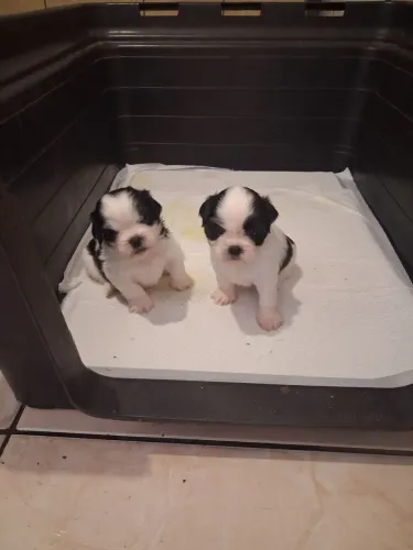 Vende se filhote lhasa apso 2 macho
