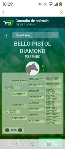 Cavalo QM PO