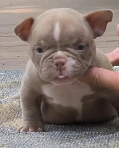 FILHOTES DE AMERICAN BULLY