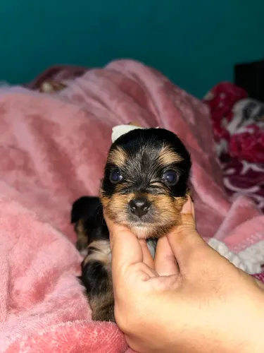 Filhotes de yorkshire terrier MACHO MICRO
