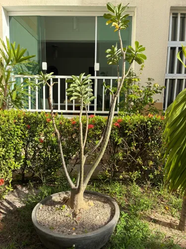 Rosa do deserto