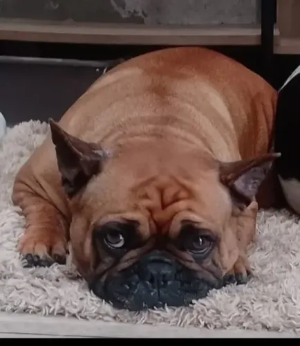 Cachorro Fêmea Budogue Francês