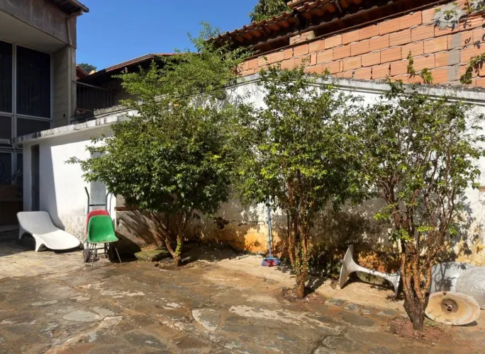 Jabuticaba Híbrida Adulta