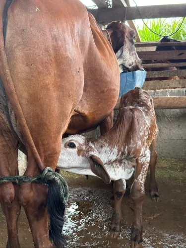 Vaca leiteira 